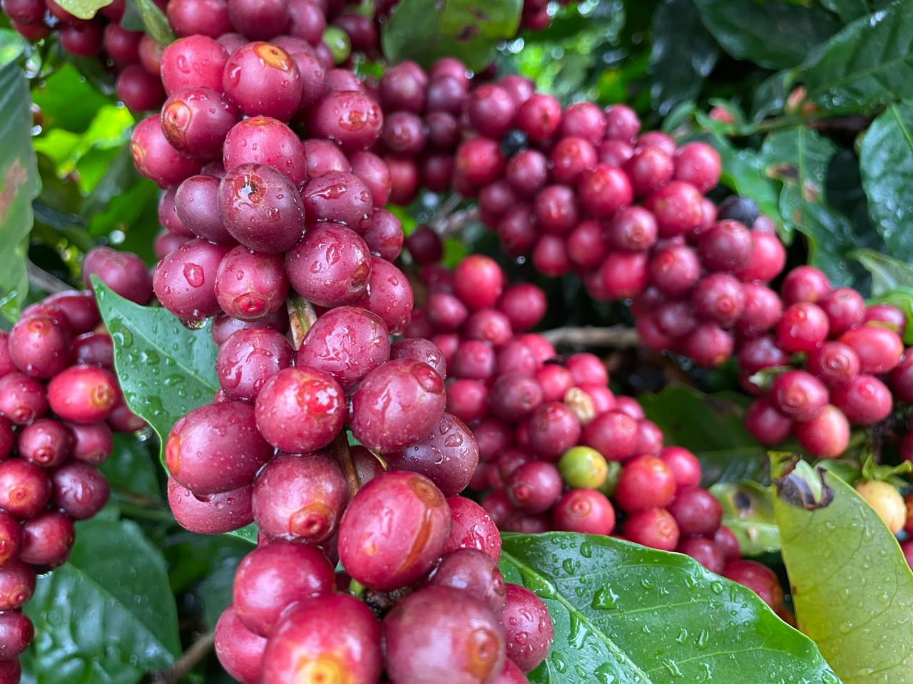 Café: manejo simultâneo de bicho-mineiro e da broca são diferenciais para a produtividade